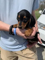 Luna, a female Dachshund for sale in Hallsville, MO – Photo 4 of 4
