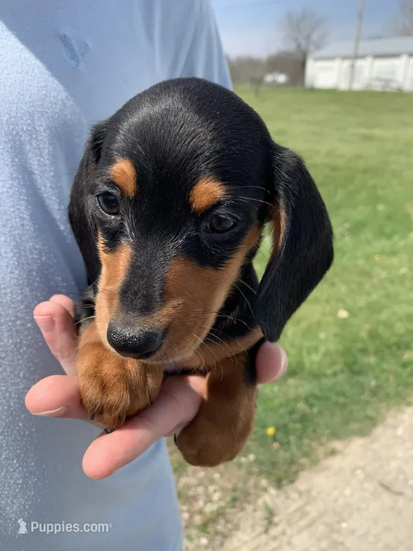 Luna – Dachshund puppy for sale in Hallsville, MO