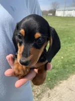 Luna, a female Dachshund for sale in Hallsville, MO – Photo 1 of 4