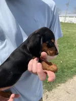 Luna, a female Dachshund for sale in Hallsville, MO – Photo 2 of 4