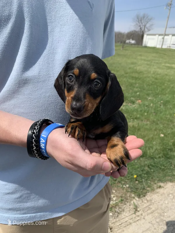 Olive – Dachshund puppy for sale in Hallsville, MO