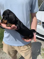 Olive, a female Dachshund for sale in Hallsville, MO – Photo 2 of 4