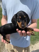Olive, a female Dachshund for sale in Hallsville, MO – Photo 4 of 4