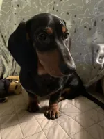 Tommy, a male Dachshund for sale in Hallsville, MO – Photo 1 of 3