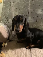 Tommy, a male Dachshund for sale in Hallsville, MO – Photo 3 of 3