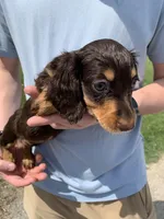 Bella, a female Dachshund for sale in Hallsville, MO – Photo 4 of 4