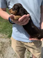 Bella, a female Dachshund for sale in Hallsville, MO – Photo 2 of 4