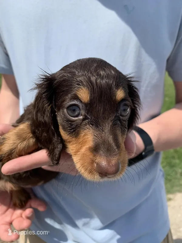 Bella – Dachshund puppy for sale in Hallsville, MO