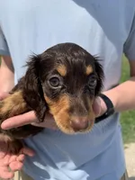 Bella, a female Dachshund for sale in Hallsville, MO – Photo 1 of 4