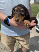 Bella, a female Dachshund for sale in Hallsville, MO – Photo 3 of 4