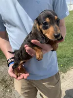 Jill, a female Dachshund for sale in Hallsville, MO – Photo 3 of 3