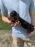 Jill, a female Dachshund for sale in Hallsville, MO – Photo 2 of 3
