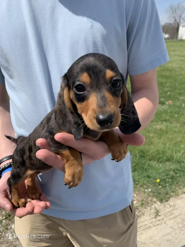 Jill – Dachshund puppy for sale in Hallsville, MO