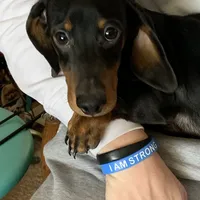 Otis, a male Dachshund for sale in Hallsville, MO – Photo 1 of 4