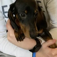 Otis, a male Dachshund for sale in Hallsville, MO – Photo 4 of 4