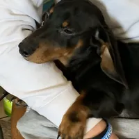 Otis, a male Dachshund for sale in Hallsville, MO – Photo 3 of 4