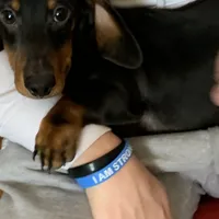 Otis, a male Dachshund for sale in Hallsville, MO – Photo 2 of 4