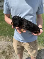 Sadie, a female Dachshund for sale in Hallsville, MO – Photo 2 of 4