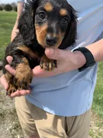Sadie, a female Dachshund for sale in Hallsville, MO – Photo 3 of 4