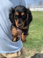 Sadie, a female Dachshund for sale in Hallsville, MO – Photo 1 of 4