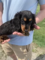 Sadie, a female Dachshund for sale in Hallsville, MO – Photo 4 of 4