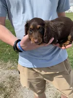 Bruno, a male Dachshund for sale in Hallsville, MO – Photo 3 of 4