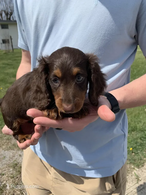 Bruno – Dachshund puppy for sale in Hallsville, MO