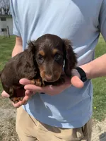 Bruno, a male Dachshund for sale in Hallsville, MO – Photo 1 of 4
