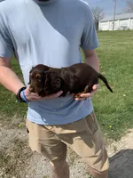 Bruno, a male Dachshund for sale in Hallsville, MO – Photo 4 of 4