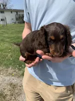 Bruno, a male Dachshund for sale in Hallsville, MO – Photo 2 of 4