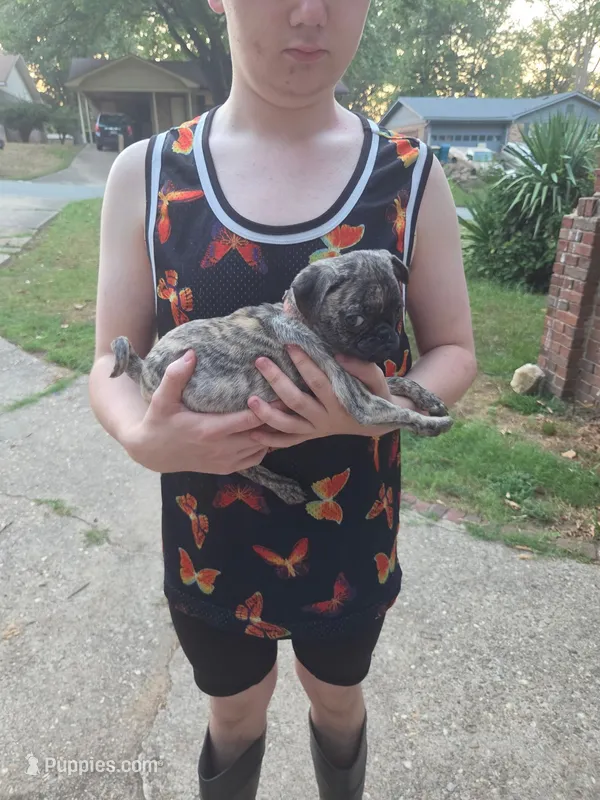 Dolly – Pug puppy for sale in Little Rock, AR