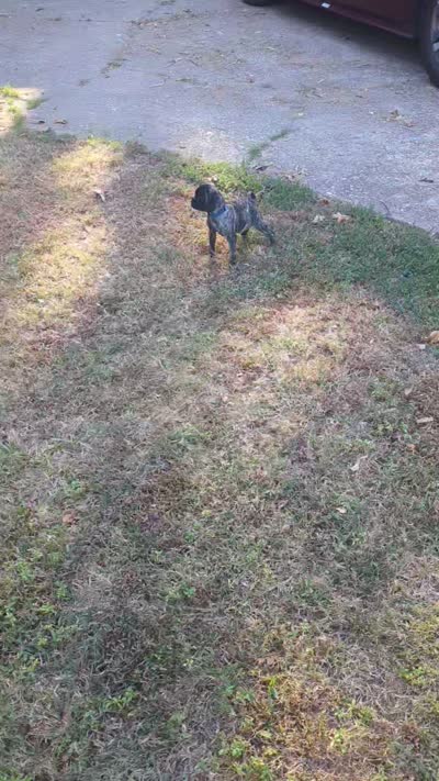 Autumn spice, a female Pug for sale in Little Rock, AR – 2 of 2