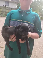 Jolene, a female Pug for sale in Little Rock, AR – 2 of 2