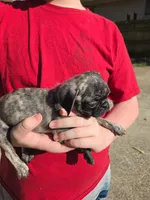 Matilda, a female Pug for sale in Little Rock, AR – 1 of 1