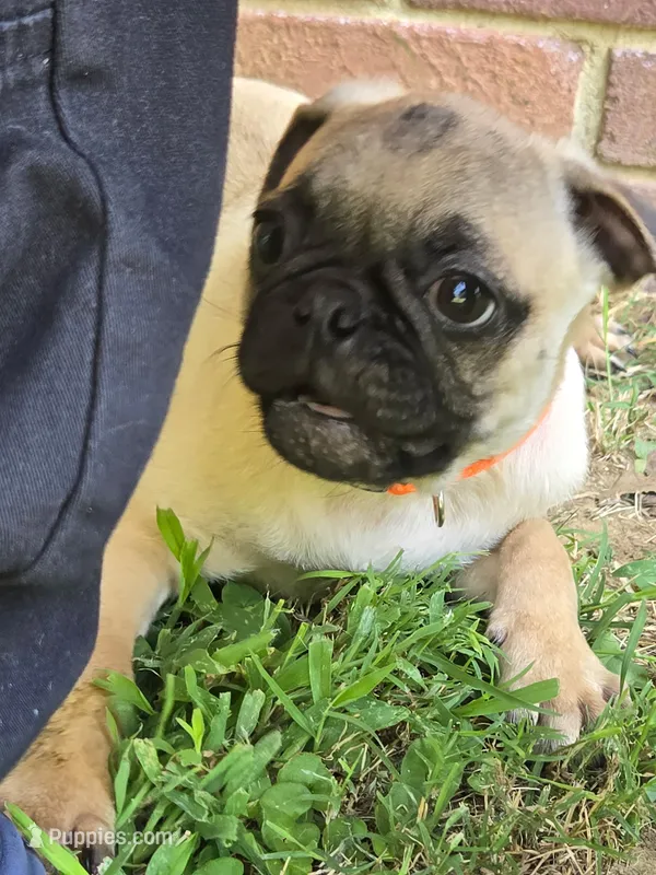 Sam – Pug puppy for sale in Little Rock, AR