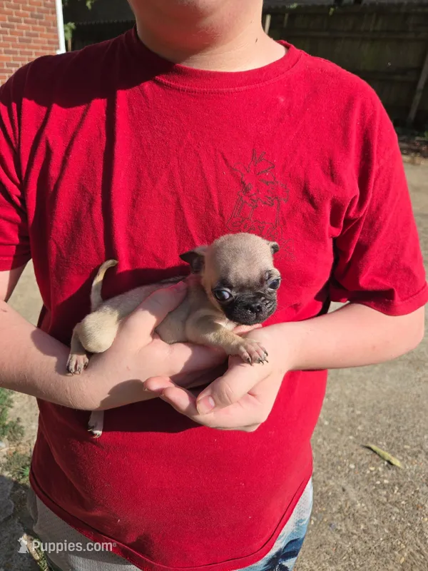 Tiny Tim – Pug puppy for sale in Little Rock, AR