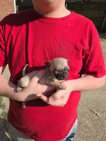 Tiny Tim, a male Pug for sale in Little Rock, AR – 1 of 1