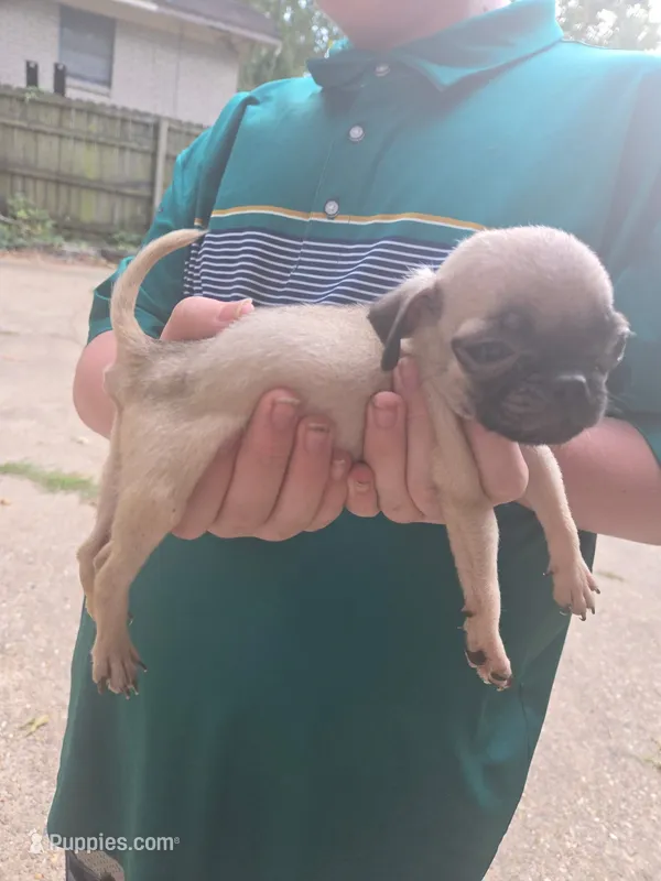 Sage – Pug puppy for sale in Little Rock, AR
