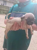 Sage, a female Pug for sale in Little Rock, AR – 1 of 1