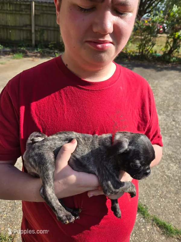 Kim – Pug puppy for sale in Little Rock, AR