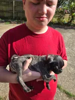 Kim, a female Pug for sale in Little Rock, AR – 1 of 1