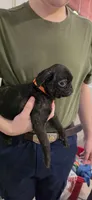 Jolene, a female Pug for sale in Little Rock, AR – 3 of 3
