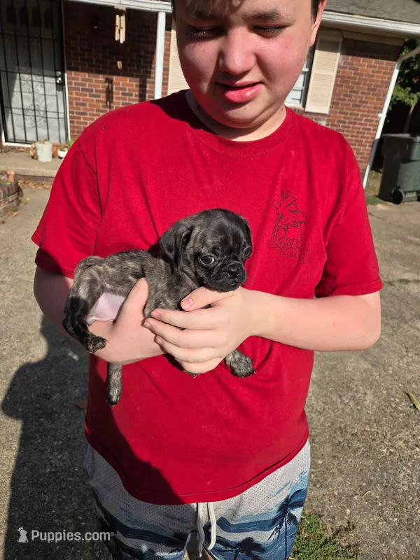 Latte – Pug puppy for sale in Little Rock, AR