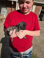 Latte, a female Pug for sale in Little Rock, AR – 1 of 1
