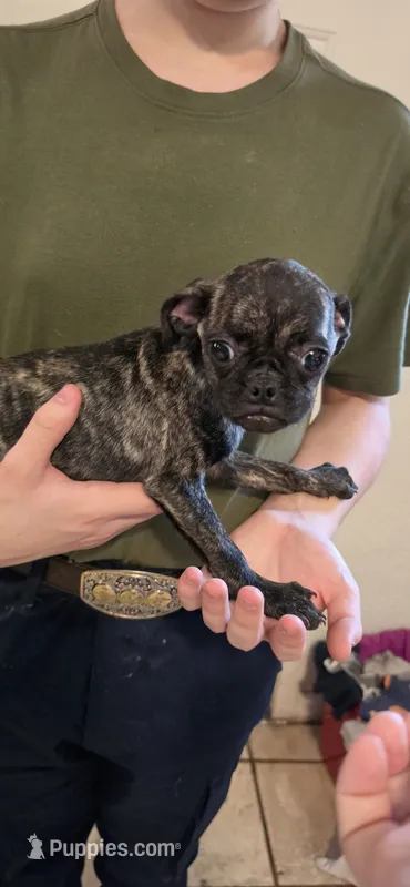 Matilda – Pug puppy for sale in Little Rock, AR