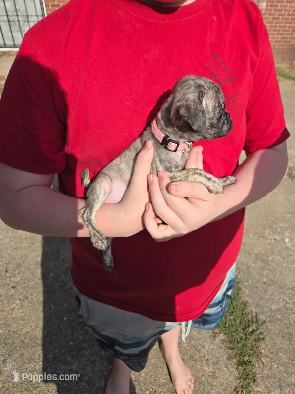Dolly – Pug puppy for sale in Little Rock, AR