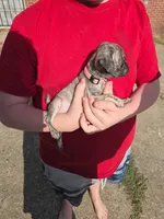 Dolly, a female Pug for sale in Little Rock, AR – 2 of 2
