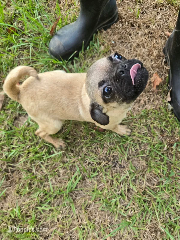 Sage – Pug puppy for sale in Little Rock, AR