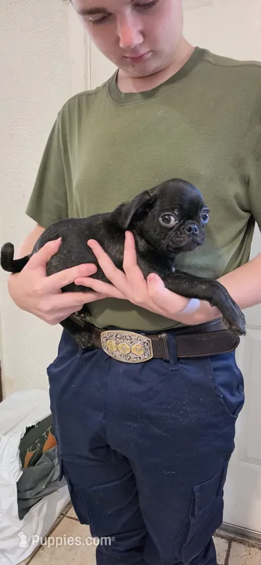 Jolene – Pug puppy for sale in Little Rock, AR