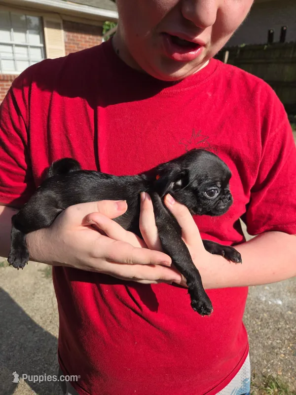 Jolene – Pug puppy for sale in Little Rock, AR